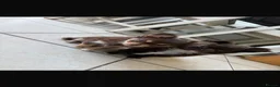 Chihuahua dogs for sale: Beautiful long hair Chihuahua - Advert 7