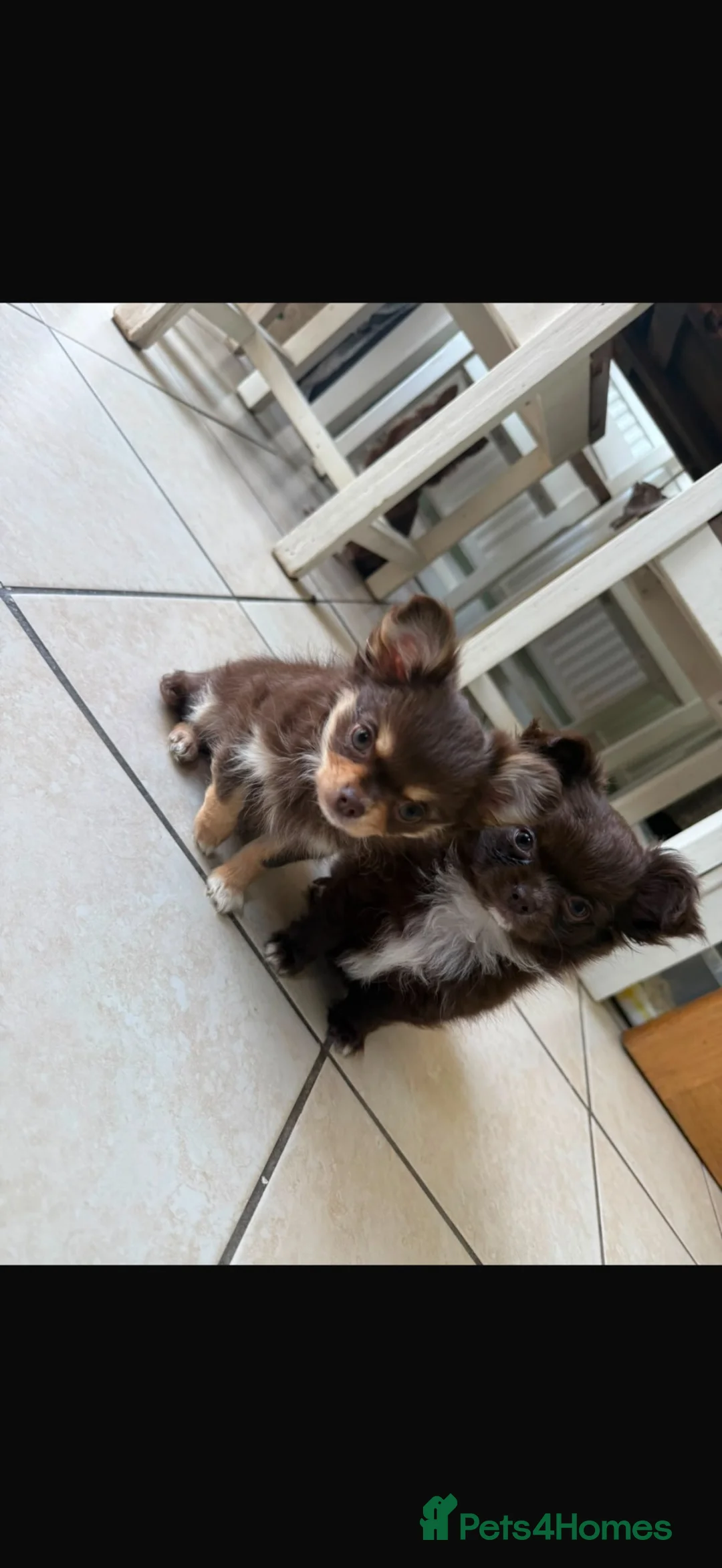 Chihuahua dogs for sale: Beautiful long hair Chihuahua - Advert 7