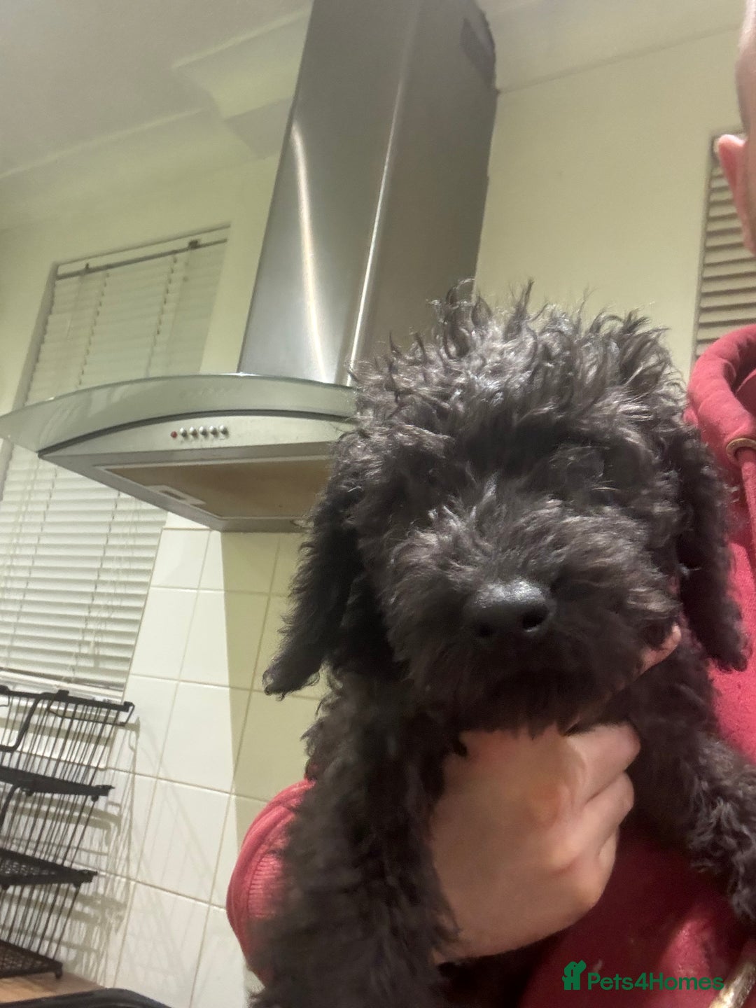 Bedlington Terrier dogs for sale: Bedlington terrier puppies  - Advert 2