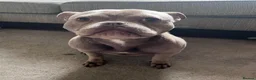 American Bully dogs for sale: American Bully Pocket - Advert 2