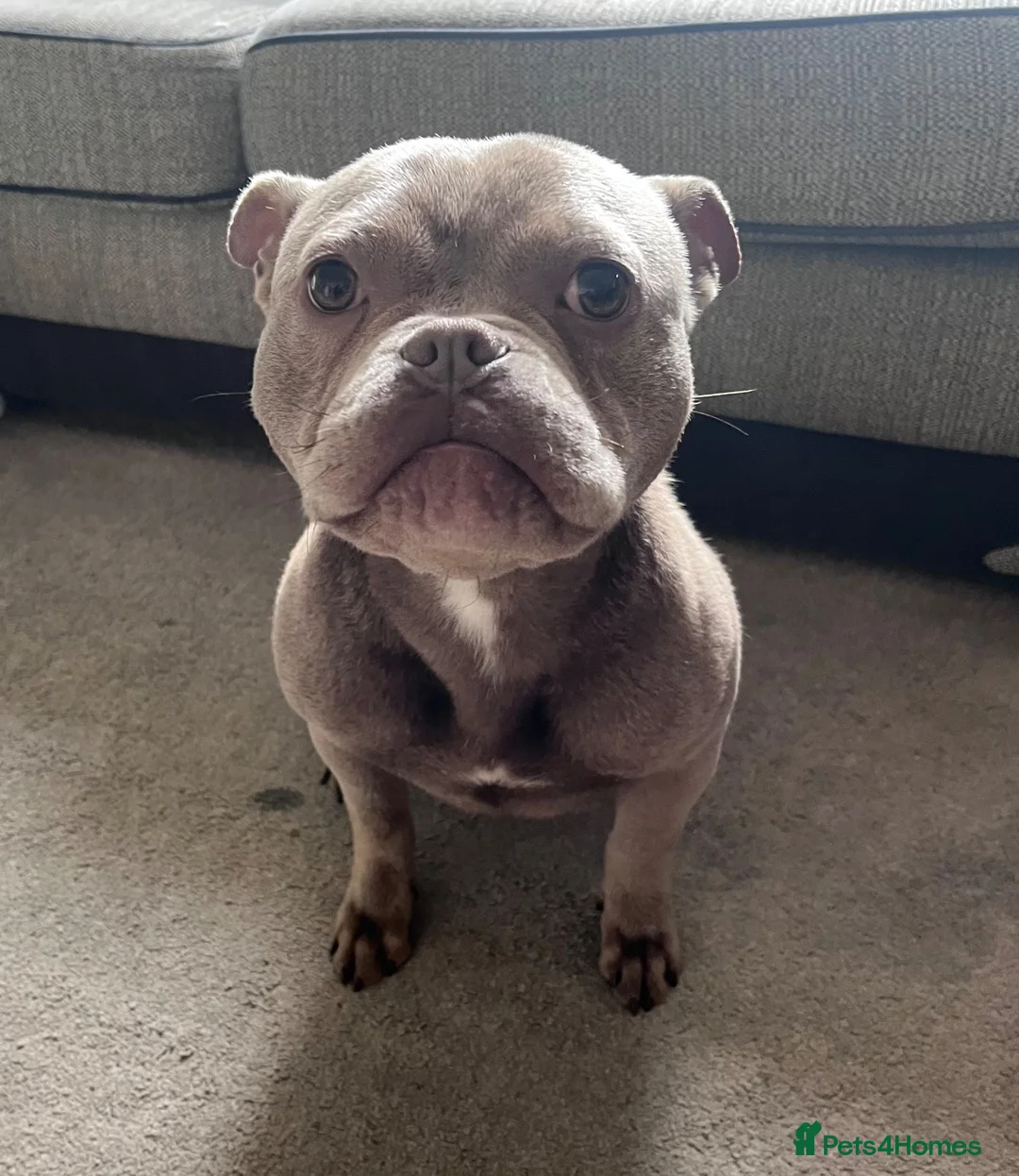 American Bully dogs for sale: American Bully Pocket - Advert 2