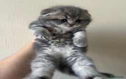 Scottish Fold cats for sale: Pure breed SCOTTISH FOLD - Image 15