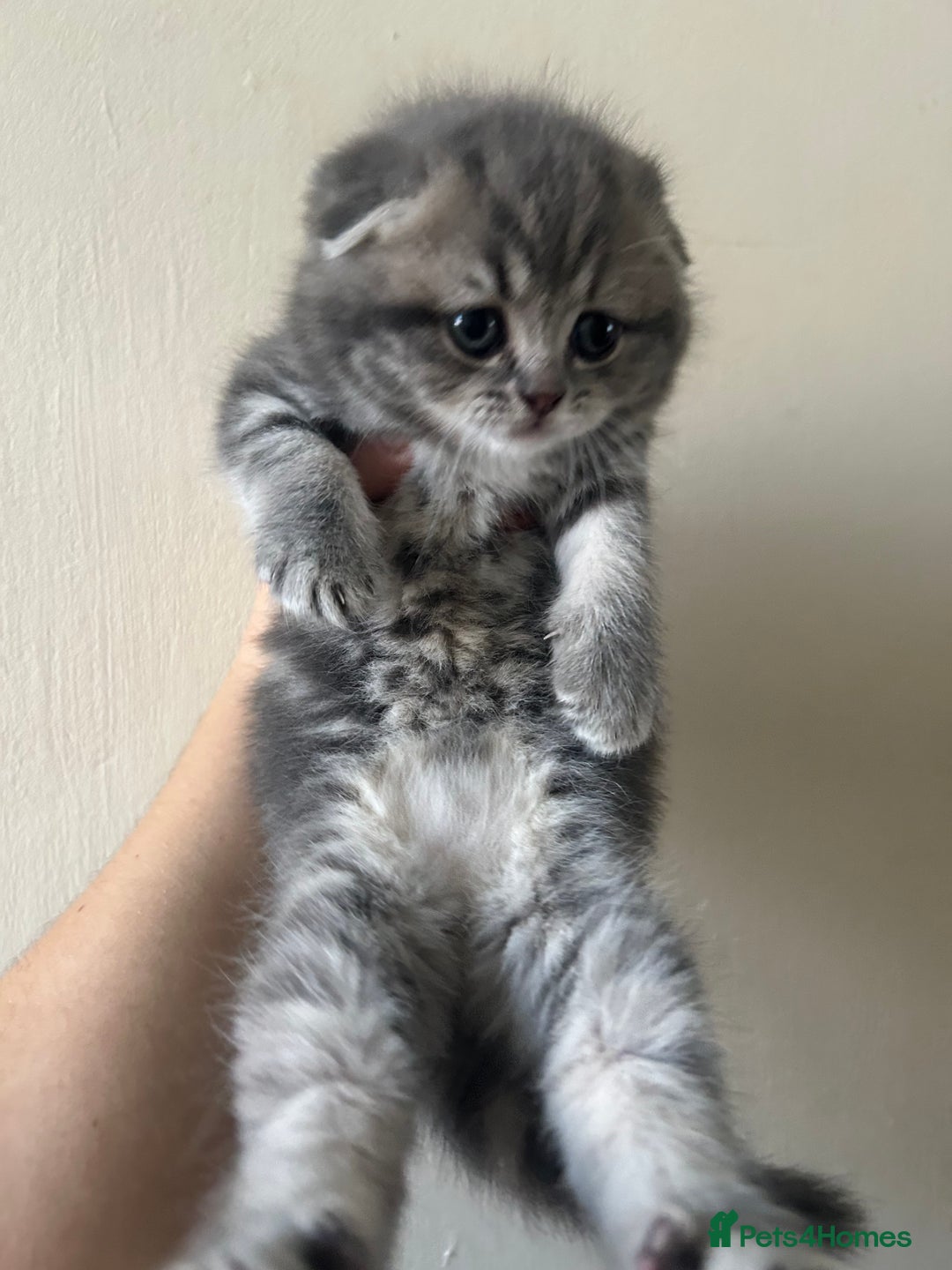 Scottish Fold cats for sale: Pure breed SCOTTISH FOLD - Image 15