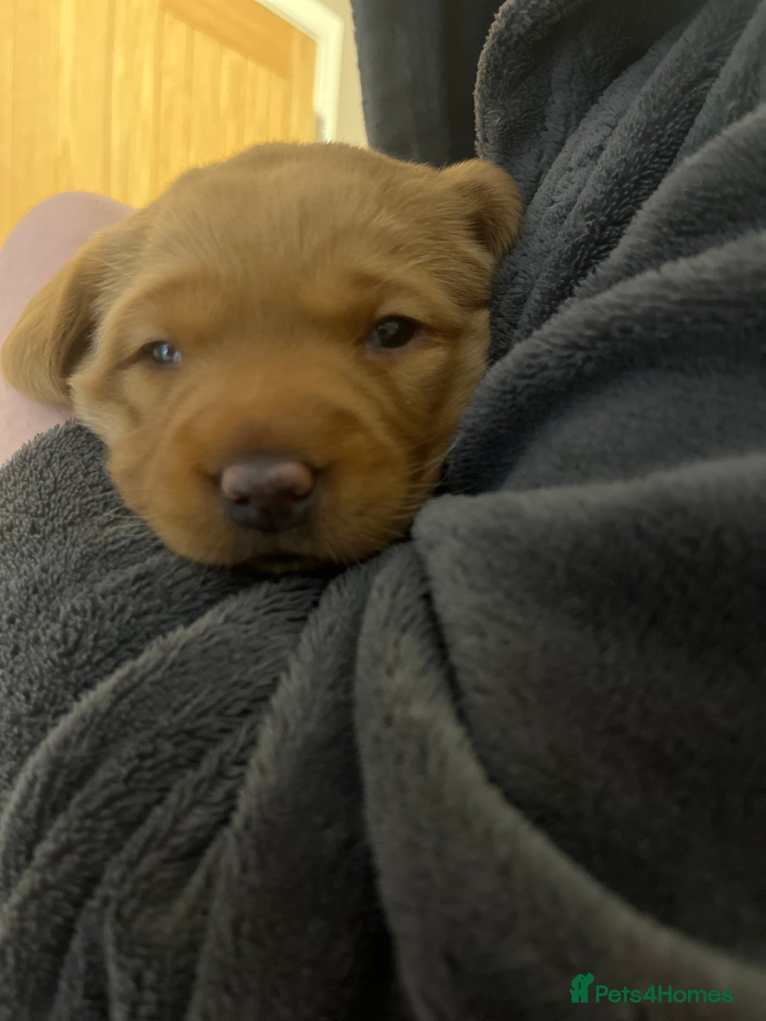 Labrador Retriever dogs for sale: KC Fox Red labradors - Advert 5