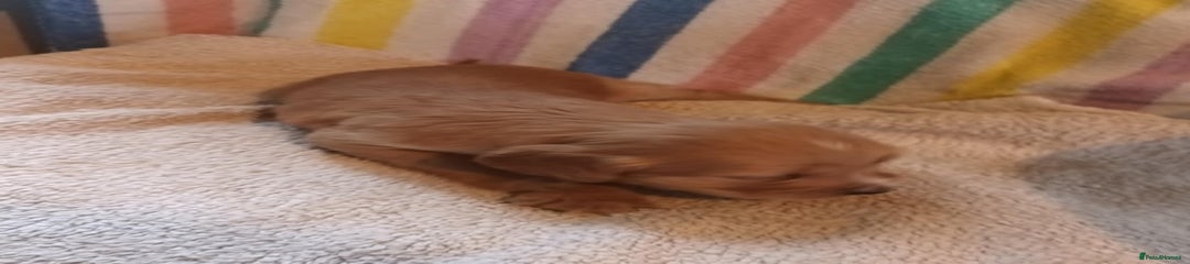 Cocker Spaniel Puppy 1
