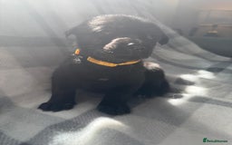 Mixed Breed dogs for sale: 10 RARE hybrid huskypoo’s!!! - Image 4