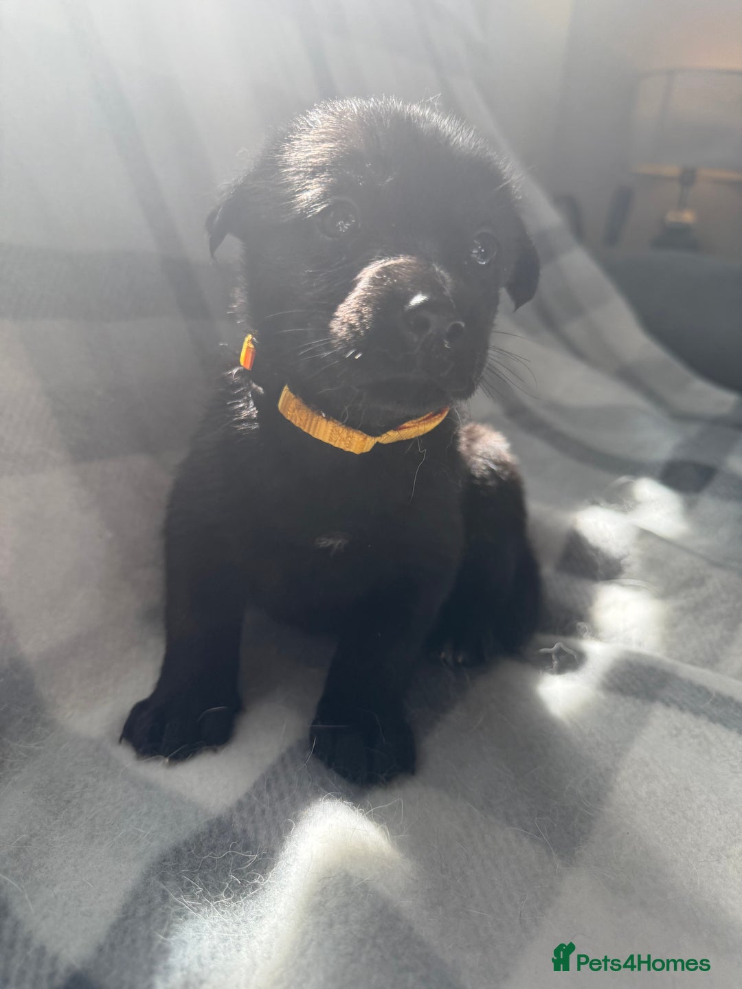 Mixed Breed dogs for sale: 10 RARE hybrid huskypoo’s!!! - Image 4