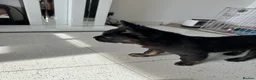 French Bulldog dogs for sale: Furbabys  - Advert 8