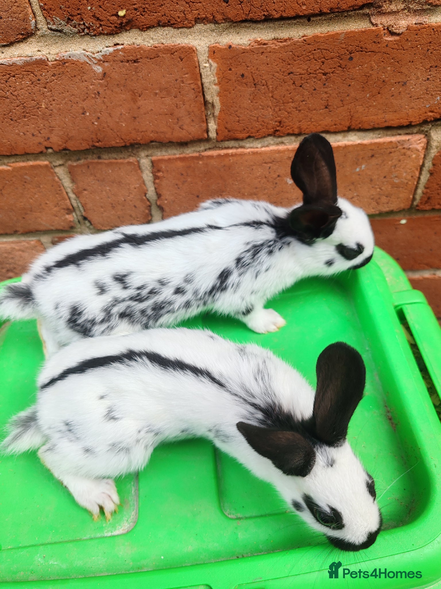 English Spot rabbits Original English spot pair - Advert 7