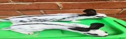 English Spot rabbits for sale: Original English spot pair - Advert 1