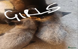 British Shorthair cats for sale: 5 beautiful british shorthair kittens - Image 34
