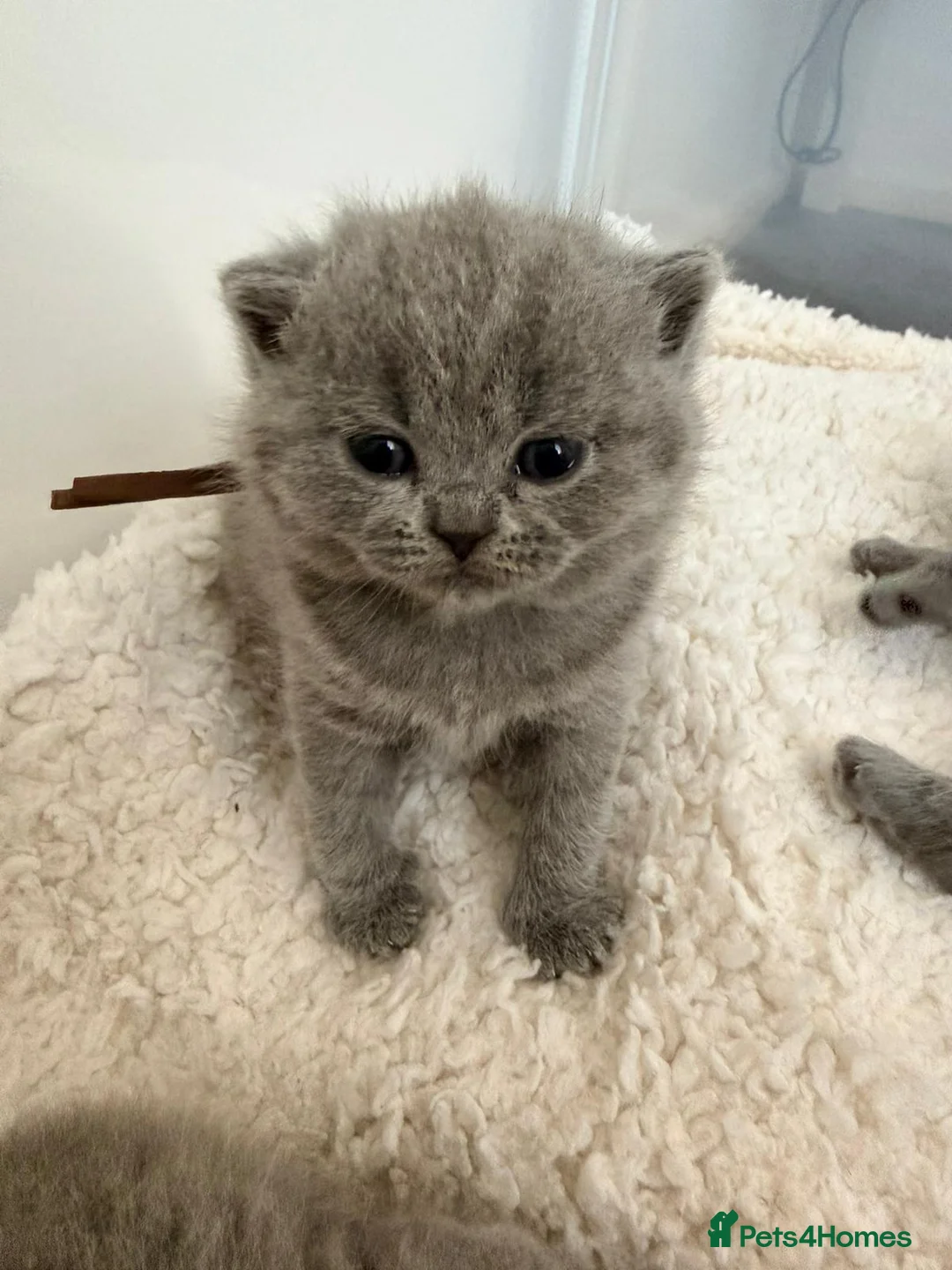 British Shorthair cats for sale: GCCF British Shorthair Blue Kittens-Champion Lines - Advert 2