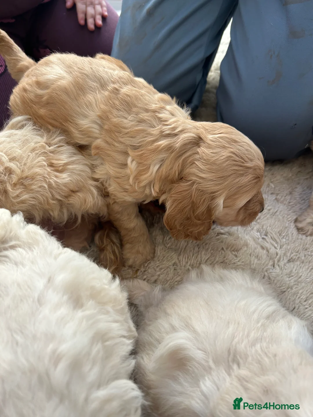 Cockapoo dogs for sale: F1b cockapoo  - Advert 11