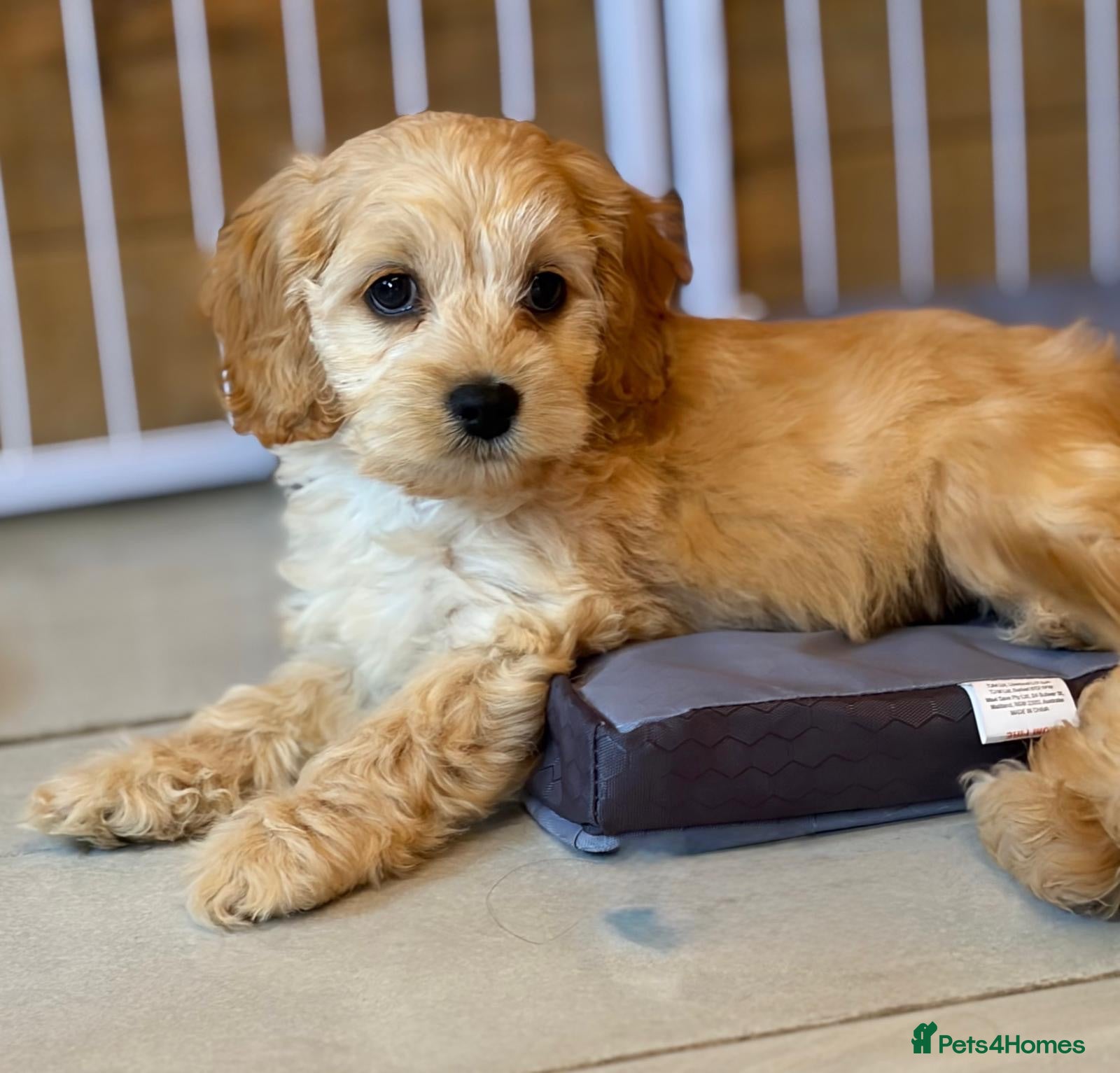 Cockapoo dogs Stunning cockerpoo puppies !! - Advert 9
