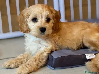Cockapoo dogs Stunning cockerpoo puppies !! - Advert 9
