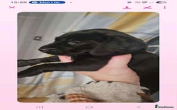 Mixed Breed dogs for sale: Stunning pups looking for new home  - Advert 4