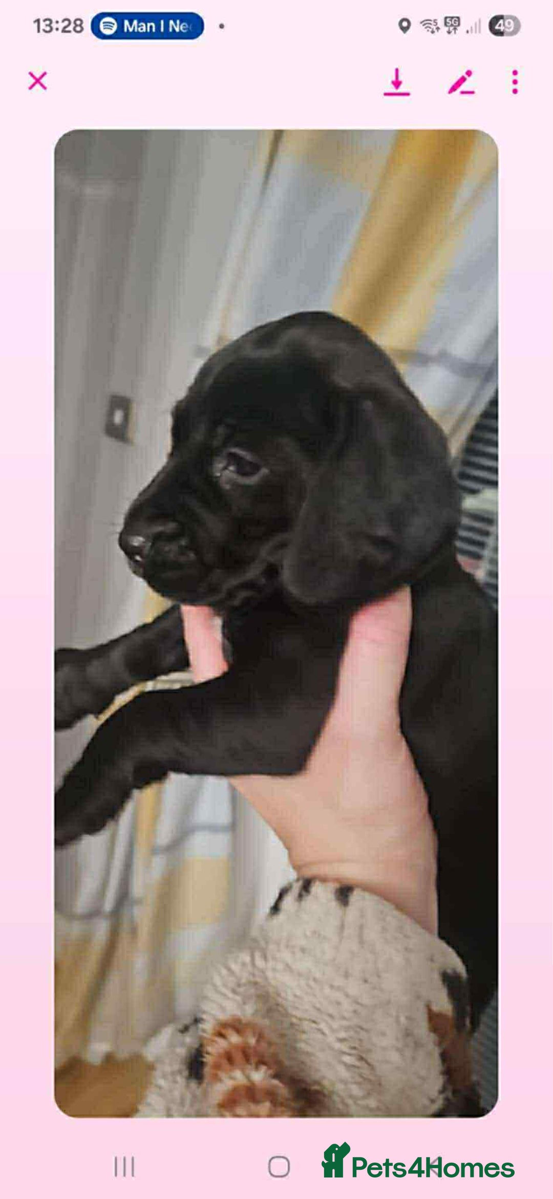 Mixed Breed dogs for sale: Stunning pups looking for new home  - Advert 4