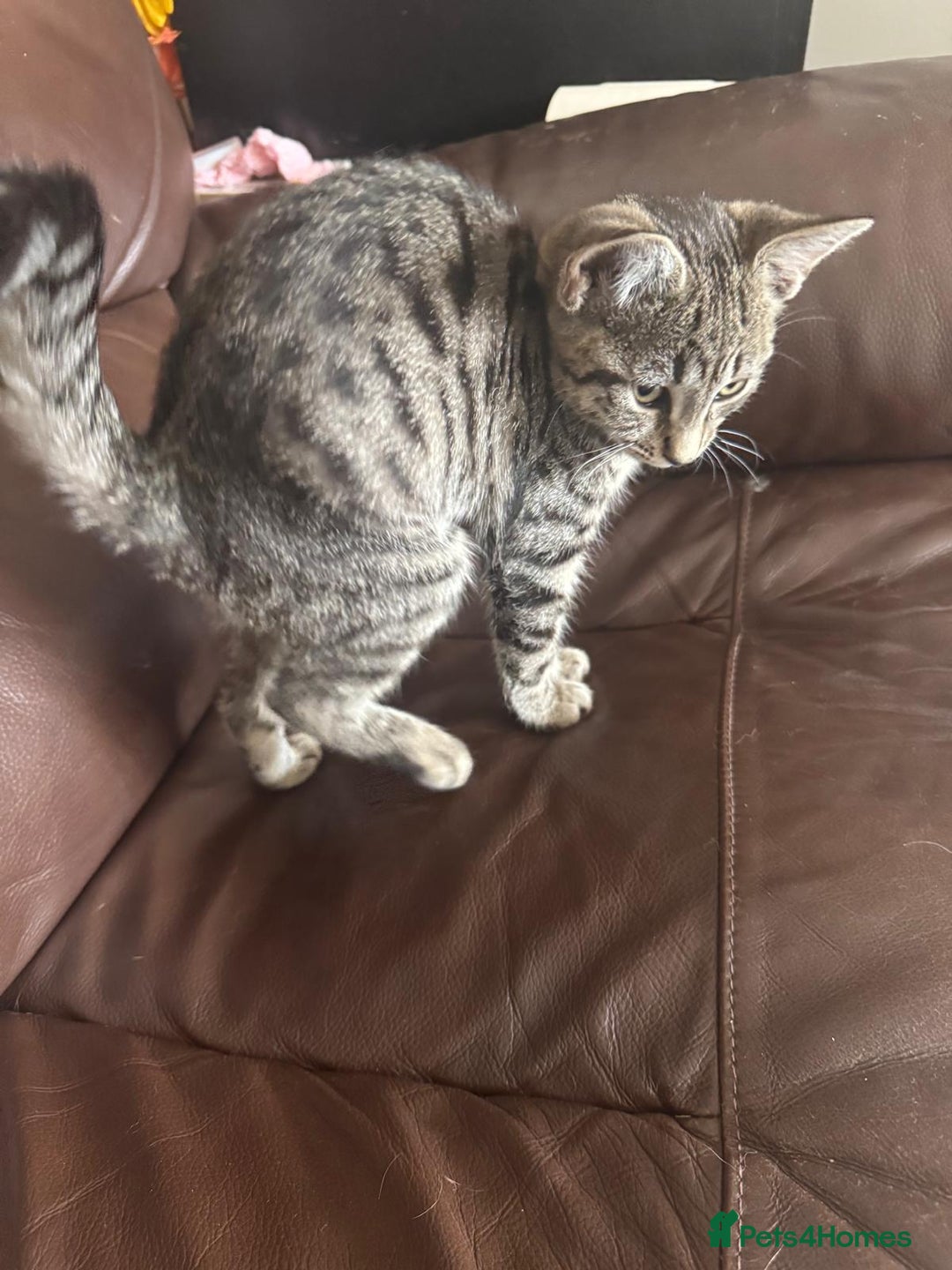 Asian cats for sale: Beautiful gray with black lines kitten - Image 3