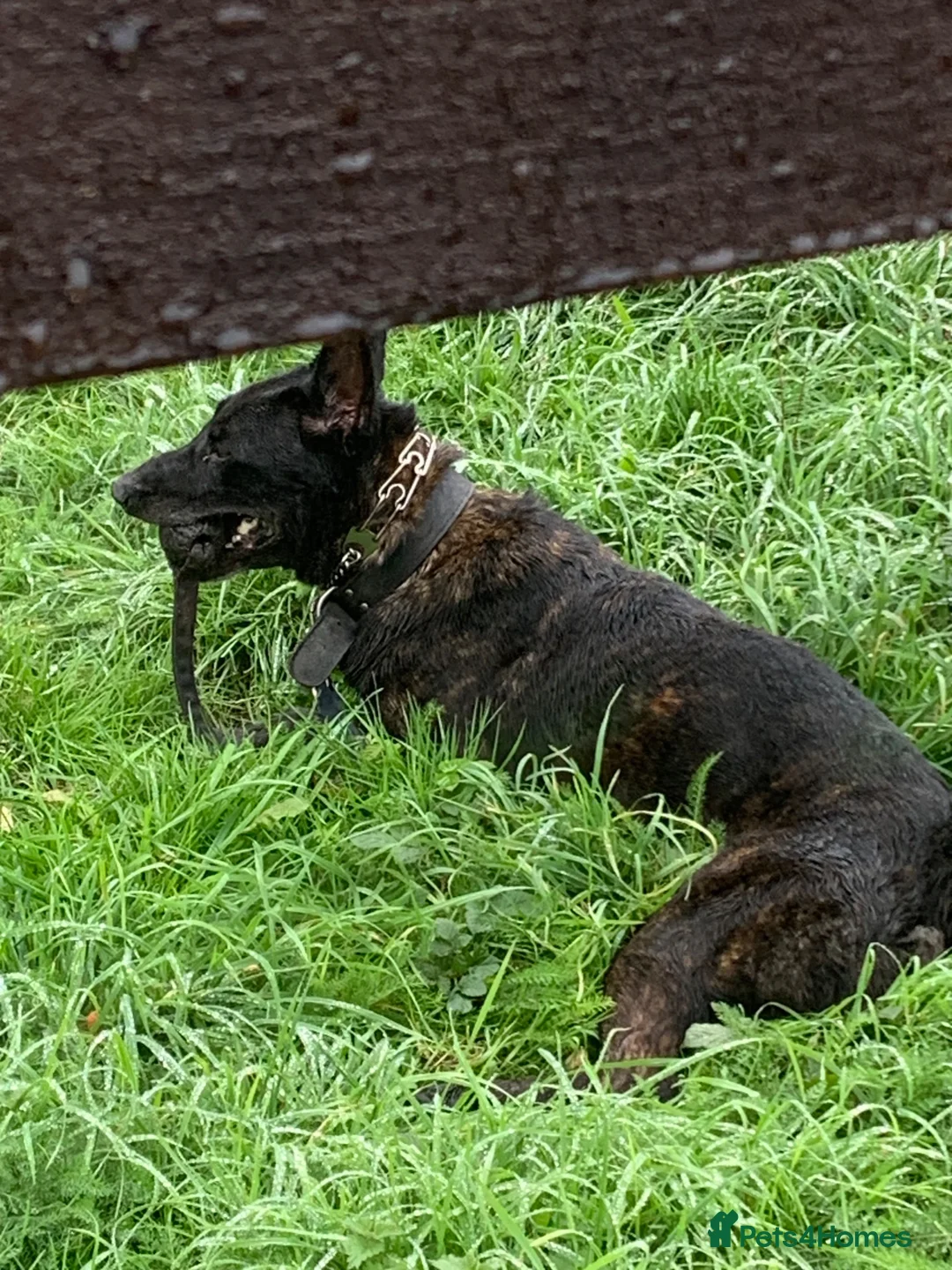 Belgian Shepherd Dog dogs for sale: Dutch herder male  in Bewdley - Advert 2