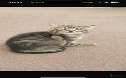Mixed Breed cats for sale: Gorgeous kittens  - Image 8