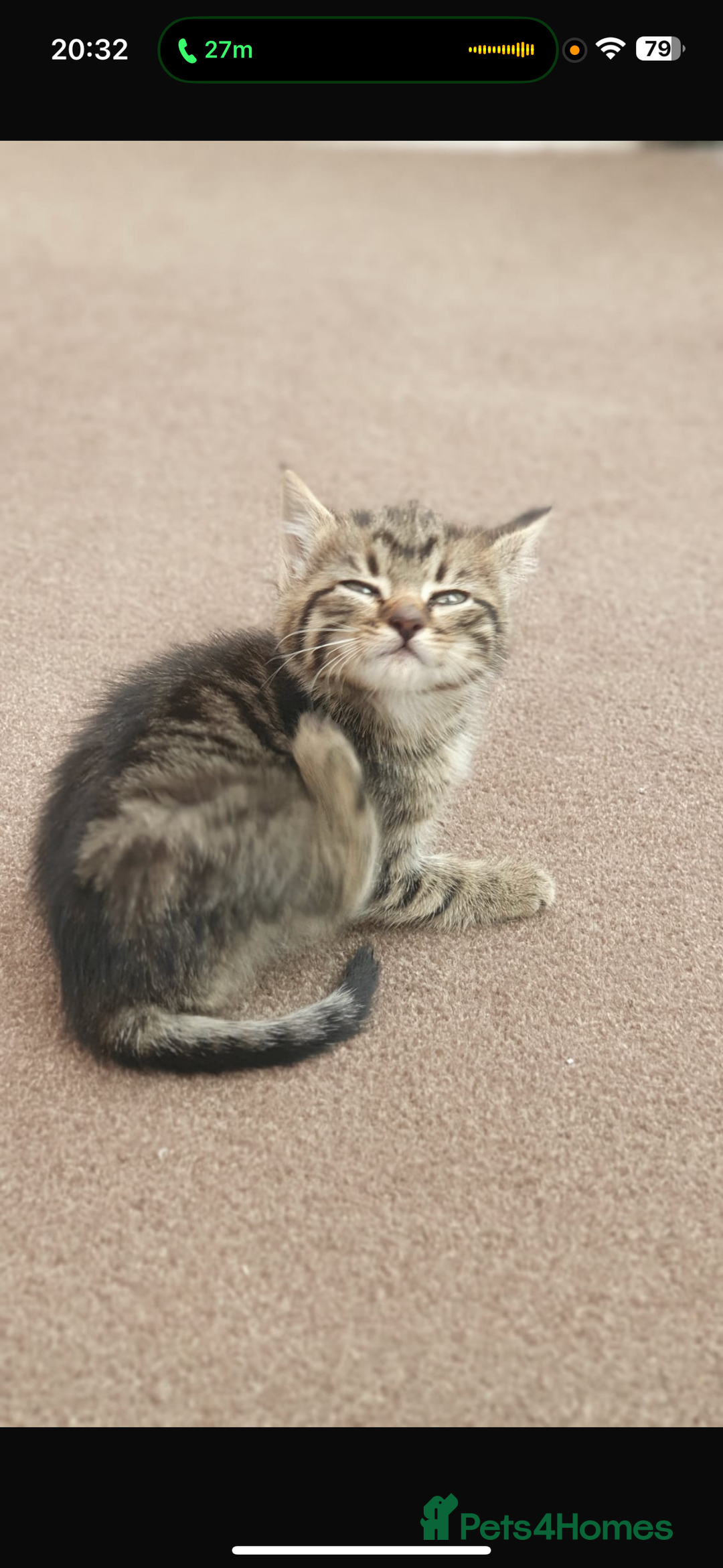 Mixed Breed cats for sale: Gorgeous kittens  - Image 8