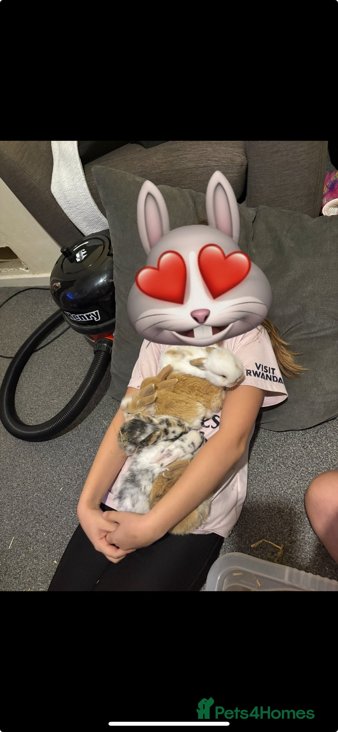 Mini Lop rabbits for sale: 4 mini lops for sale  - Advert 1