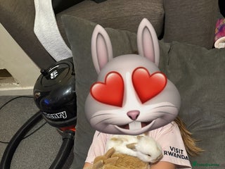 Mini Lop rabbits 4 mini lops for sale - Advert 3