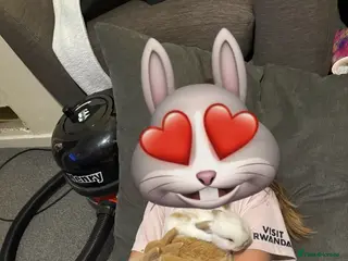 Mini Lop rabbits 4 mini lops for sale - Advert 13