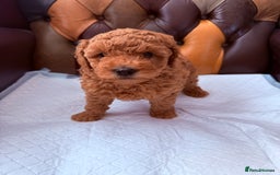 Toy Poodle dogs for sale: Four Beautiful Little Boys “Real Charmer’s “ - Image 1