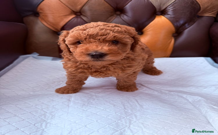 Toy Poodle dogs - Advert 1