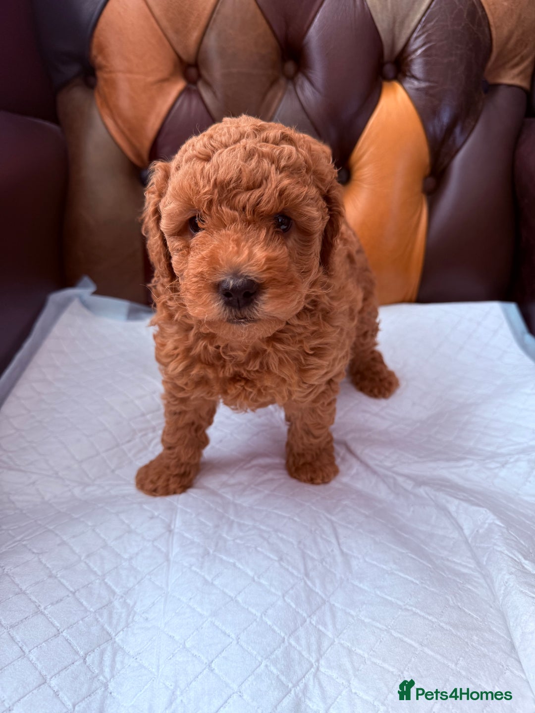 Toy Poodle dogs for sale: Four Beautiful Little Boys “Real Charmer’s “ - Image 1