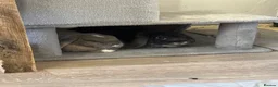 Mini Lop rabbits for sale: Two mini lops for sale  - Advert 5
