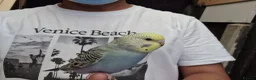 Budgerigars birds for sale: Super silly hand tamed baby budgies  - Advert 11