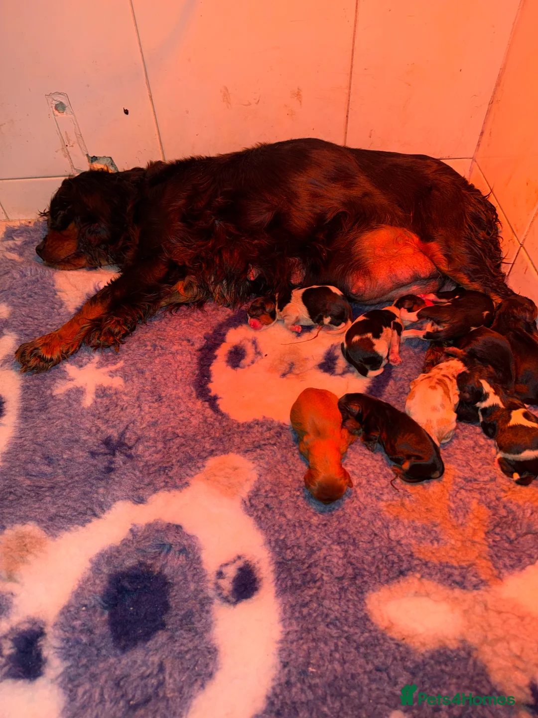 Cavalier King Charles Spaniel dogs for sale: Stunning KC Cavalier Puppies  - Advert 2