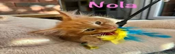 Maine Coon cats for sale: Beautiful Maine Coon Kittens-Ready Soon - Advert 5