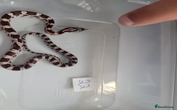 Corn Snake reptiles for sale: 6 week old baby corn snakes - Image 4