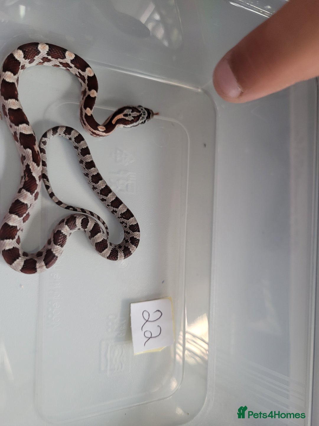Corn Snake reptiles for sale: 6 week old baby corn snakes - Image 4