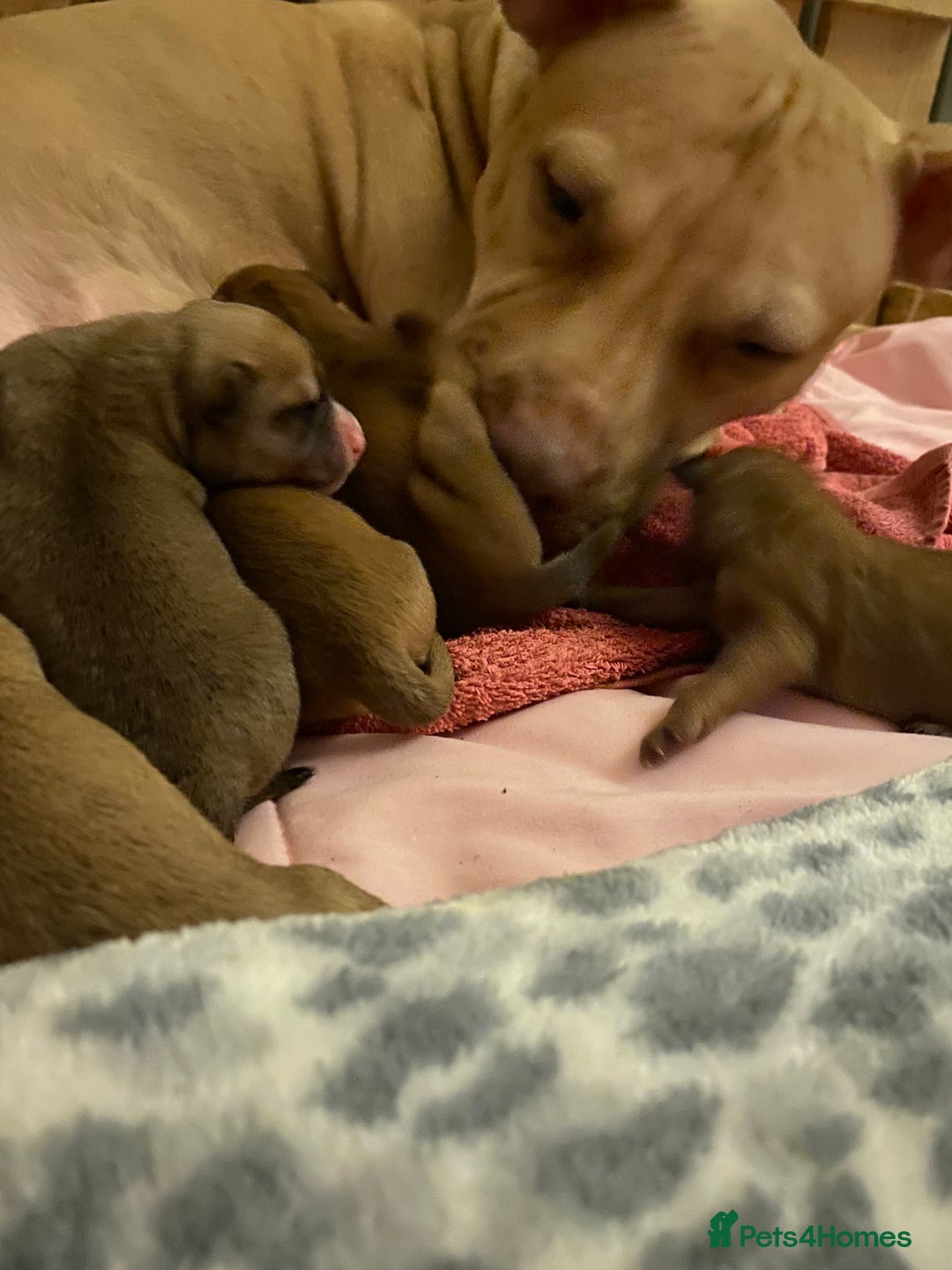 Staffordshire Bull Terrier dogs for sale: Beautiful Staffordshire bull terrier puppys. 🐾 - Image 6