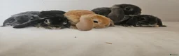 Mini Lop rabbits for sale: Purebred Mini Plush Lops Blues & Orange  - Advert 8