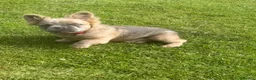 French Bulldog dogs for sale: 2 gorgeous French bulldog puppies *REDUCED* - Advert 11