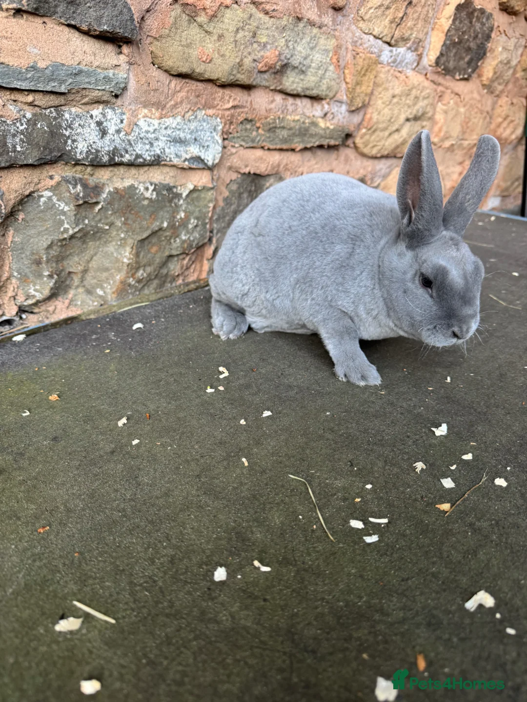 Rex rabbits for sale: Stunning Blue Mini Rex female Rabbit  - Advert 1