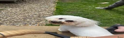 Bichon Frise dogs for sale: Bichon Frisé male in Newton Aycliffe - Advert 4