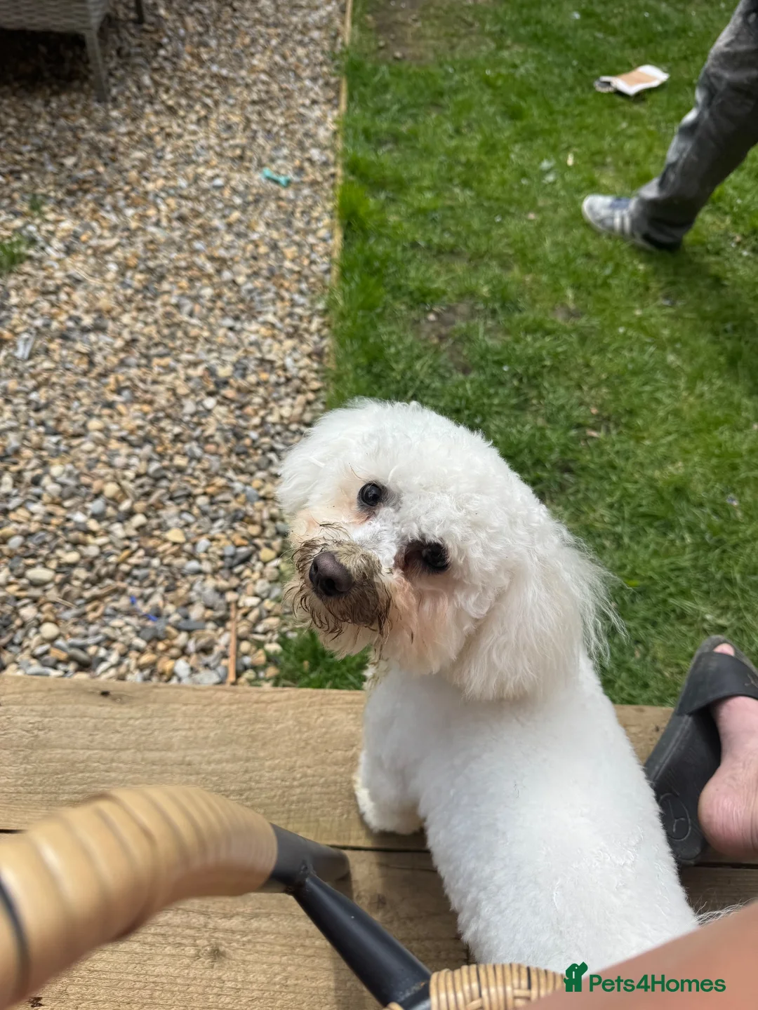 Bichon Frise dogs for sale: Bichon Frisé male in Newton Aycliffe - Advert 4