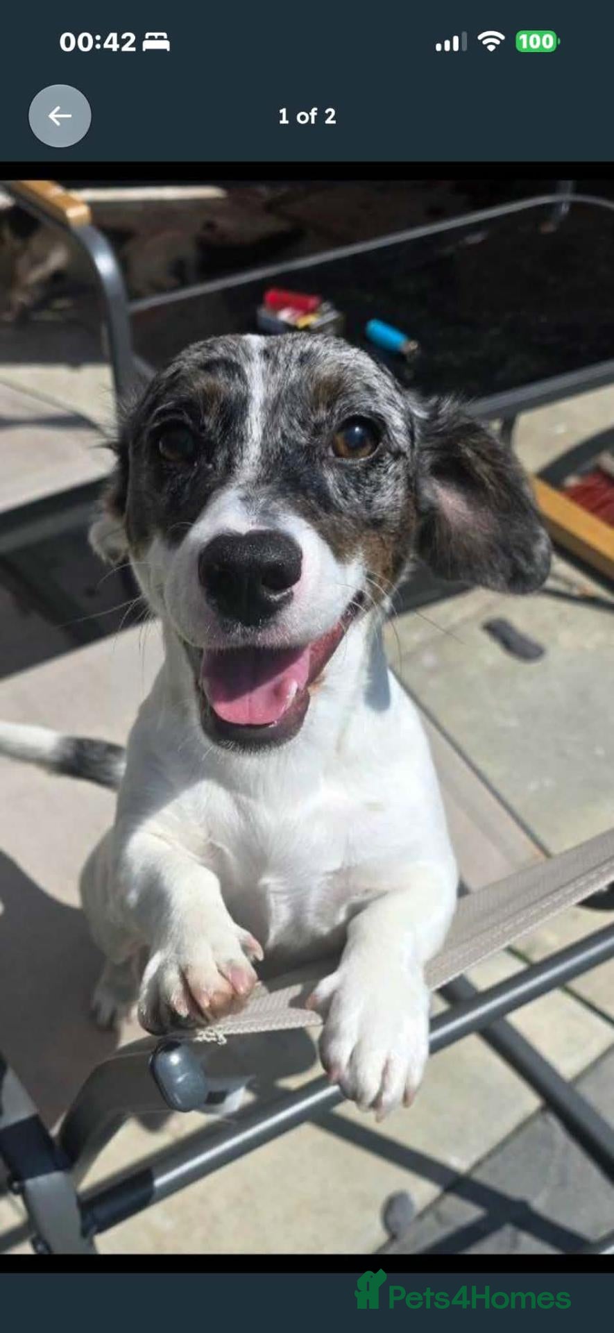 Jackshund dogs 11 month old dachshund x Jack Russell. - Advert 17