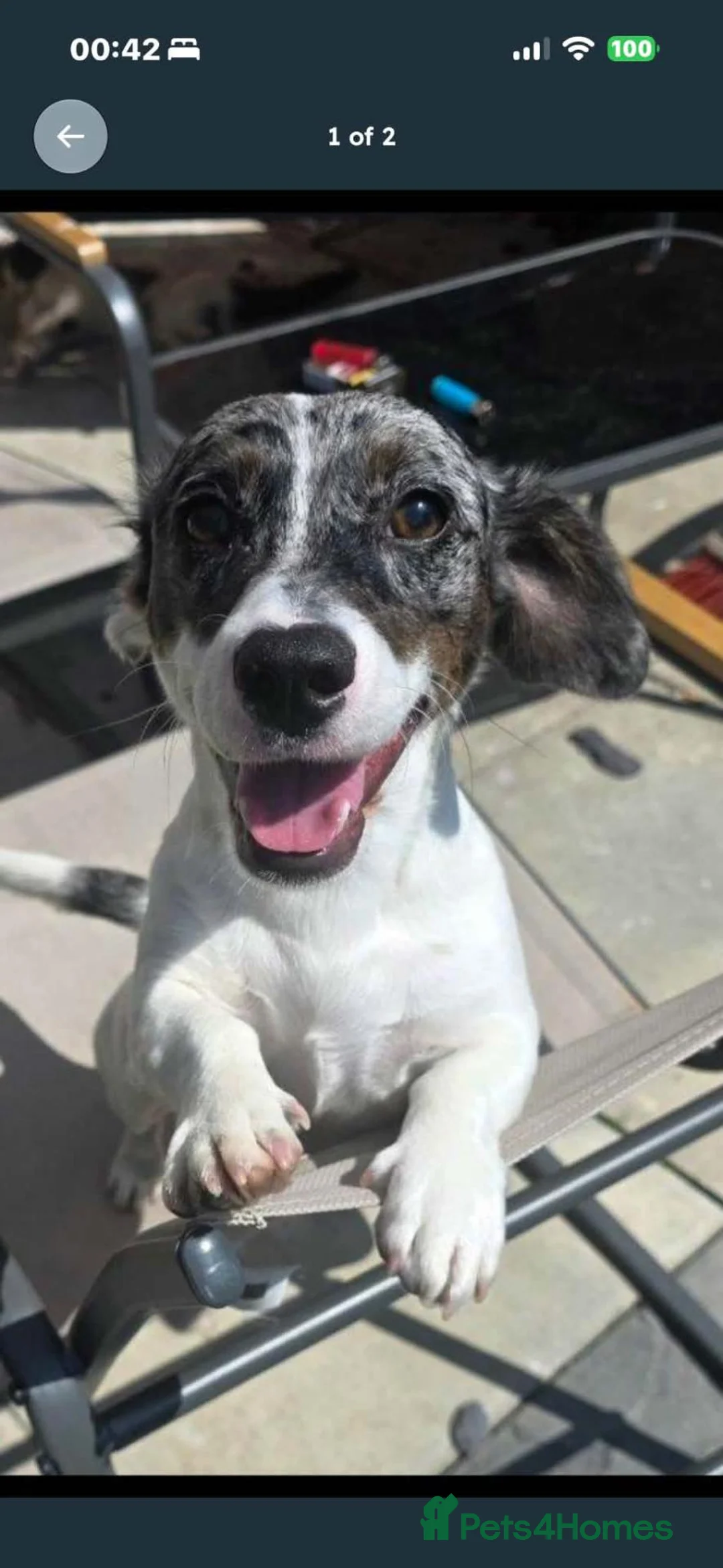 Jackshund dogs for sale: 11 month old dachshund x Jack Russell. - Advert 1