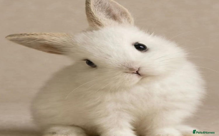 Netherland Dwarf rabbits Beautiful tamed Bunnies for sale  - Advert 1