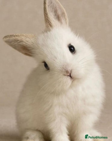 Netherland Dwarf rabbits Beautiful tamed Bunnies for sale - Advert 1