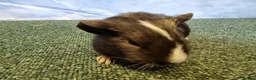 Guinea Pig rodents for sale: Guinea pigs  in Usk - Advert 5