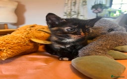 Domestic Shorthair cats for sale: Adorable Tortoiseshell Kittens - Image 4