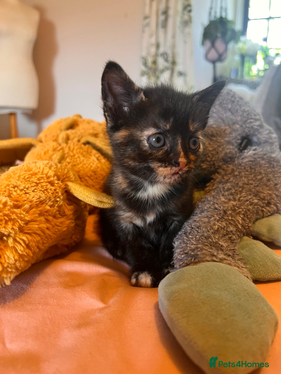 Domestic Shorthair cats for sale: Adorable Tortoiseshell Kittens - Image 4